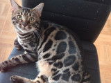 Chaton Bengal LOOF m&acirc;le disponible d&egrave;s maintenant