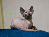 Chaton Sphynx LOOF m&acirc;le n&eacute; en novembre 2025 &agrave; r&eacute;server