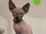Chaton Sphynx LOOF m&acirc;le n&eacute; en novembre 2025 &agrave; r&eacute;server