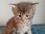 7 chatons m&acirc;les Maine Coons LOOF n&eacute;s en novembre 2025 disponibles &agrave; la r&eacute;servation