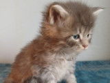 7 chatons m&acirc;les Maine Coons LOOF n&eacute;s en novembre 2025 disponibles &agrave; la r&eacute;servation