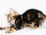 3 chatons Bengals LOOF n&eacute;s en novembre 2025 disponibles &agrave; la r&eacute;servation