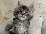 Chatons Maine Coons LOOF n&eacute;s en novembre 2025 disponibles &agrave; la r&eacute;servation