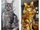 Chatons Maine Coons LOOF n&eacute;s en novembre 2025 disponibles &agrave; la r&eacute;servation
