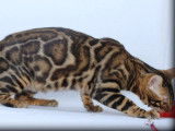Disponible &agrave; la saillie, un chat Bengal LOOF