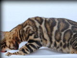 Disponible &agrave; la saillie, un chat Bengal LOOF