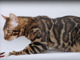Disponible &agrave; la saillie, un chat Bengal LOOF