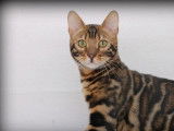Disponible &agrave; la saillie, un chat Bengal LOOF