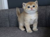 4 chatons British Shorthairs LOOF b nés en novembre 2025 à réserver