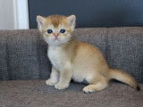4 chatons British Shorthairs LOOF b nés en novembre 2025 à réserver