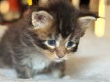 3 chatons Maine Coons LOOF n&eacute;s en d&eacute;cembre 2025 &agrave; r&eacute;server