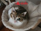 Arabelle, chatte &agrave; adopter via association