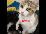 Arabelle, chatte &agrave; adopter via association