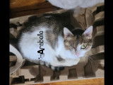 Arabelle, chatte &agrave; adopter via association