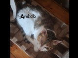 Arabelle, chatte &agrave; adopter via association