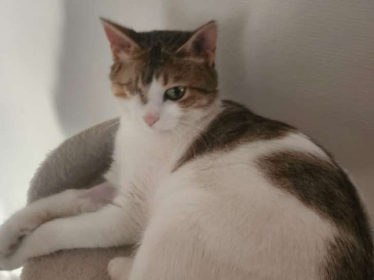 Arabelle, chatte à adopter via association