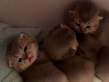 6 chatons British Shorthair &agrave; vendre