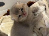 6 chatons British Shorthair &agrave; vendre