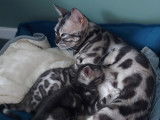 Chatons m&acirc;les Bengal &agrave; r&eacute;server