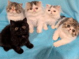 2 chatons Exotic Shorthairs LOOF &agrave; vendre