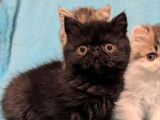 2 chatons Exotic Shorthairs LOOF &agrave; vendre