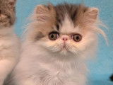 2 chatons Exotic Shorthairs LOOF &agrave; vendre