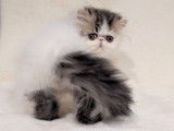 2 chatons Exotic Shorthairs LOOF &agrave; vendre