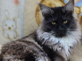 4 chatons Maine Coons LOOF &agrave; vendre