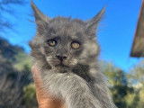 Disponible &agrave; la vente, un chaton Maine Coon femelle LOOF