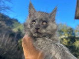 Disponible &agrave; la vente, un chaton Maine Coon femelle LOOF