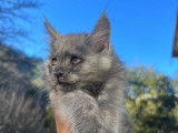 Disponible &agrave; la vente, un chaton Maine Coon femelle LOOF