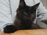 A vendre, 1 chaton Maine Coon LOOF femelle, black n&eacute;e en ao&ucirc;t 2025