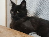 A vendre, 1 chaton Maine Coon LOOF femelle, black n&eacute;e en ao&ucirc;t 2025