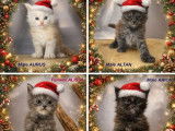 4 chatons Maine Coons LOOF &agrave; r&eacute;server