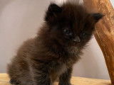 4 chatons Maine Coons LOOF &agrave; r&eacute;server