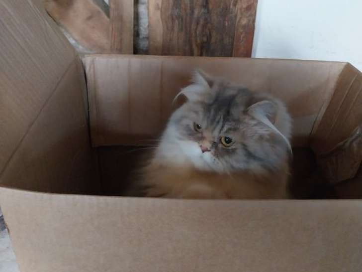 Mise en vente d’une chatonne Persane LOOF née en mai 2025