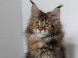 1 chaton femelle Maine Coon &agrave; vendre, brown tortie LOOF