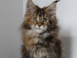 1 chaton femelle Maine Coon &agrave; vendre, brown tortie LOOF
