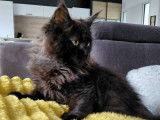 1 chaton m&acirc;le Maine Coon LOOF &agrave; vendre, n&eacute; en septembre 2025