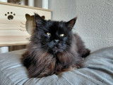 1 chaton m&acirc;le Maine Coon LOOF &agrave; vendre, n&eacute; en septembre 2025