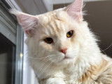 1 chat Maine Coon LOOF disponible pour saillie