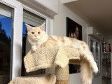 1 chat Maine Coon LOOF disponible pour saillie