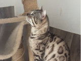 1 chat Bengal LOOF disponible &agrave; la saillie