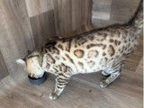 1 chat Bengal LOOF disponible &agrave; la saillie