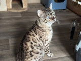 1 chat Bengal LOOF disponible &agrave; la saillie