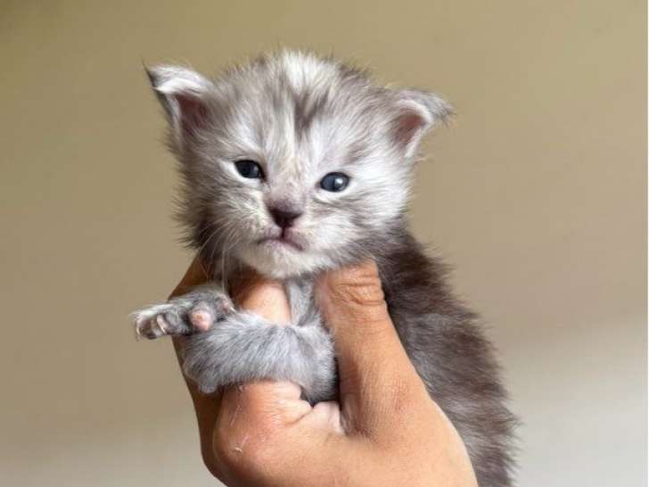 3 chatons Maine Coons LOOF à réserver