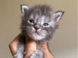 3 chatons Maine Coons LOOF à réserver