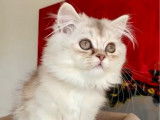 1 chaton British Longhair femelle LOOF &agrave; vendre