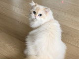 1 chaton British Longhair femelle LOOF à vendre
