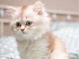 1 chaton British Longhair femelle LOOF à vendre